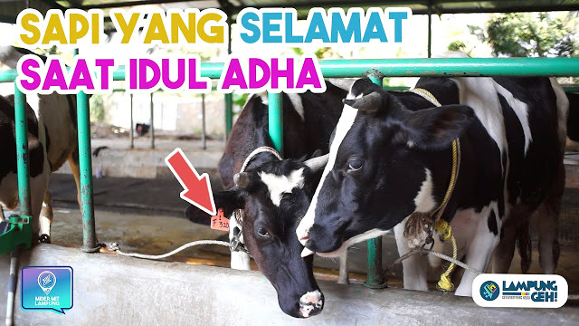 Video: Main ke Gisting Dairy Farm – Ternyata Begini Cara Perah Susu Sapi, 80 Liter Sehari!