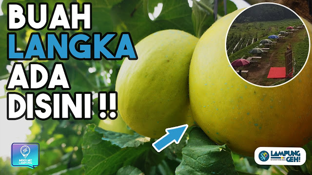 Video: Mencicipi Melon dan Semangka Langsung dari Kebunnya! di Agrowisata Barokah Kresna