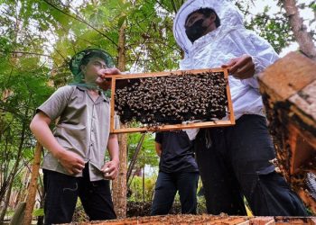 Melihat Panen Madu di Suhita Bee Farm Lampung, Peternakan Lebah Bersertifikat Nasional