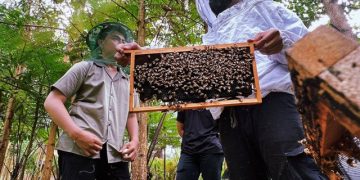 Melihat Panen Madu di Suhita Bee Farm Lampung, Peternakan Lebah Bersertifikat Nasional