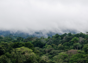 Udah Tahu Belum Sekelik? Ini Dia Kawasan Taman Nasional di Lampung 