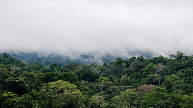 Udah Tahu Belum Sekelik? Ini Dia Kawasan Taman Nasional di Lampung 