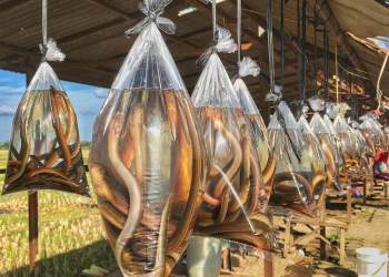 Oleh-Oleh Anti Mainstream dari Lampung yang Mungkin Belum Kamu Ketahui